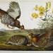 Pinnated Grouse or Greater Prairie Chicken (Tympanuchus Cupido)